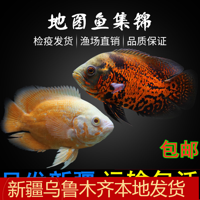 新疆观赏鱼发货包货保活报损
