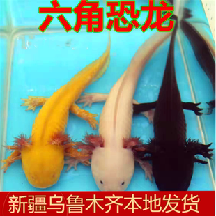 新疆观赏鱼六角恐龙鱼淡水冷水好养易活体霸王龙苗金鱼爬宠物 包邮