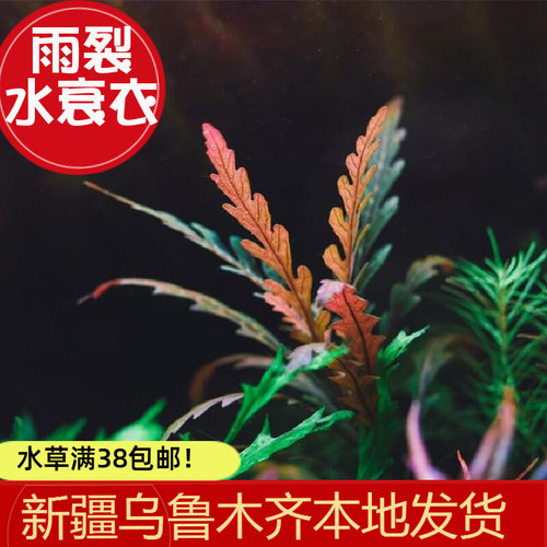 UK雨裂水衰衣水下叶羽裂水草鱼缸造景真阴性淡水红色新手草缸懒人