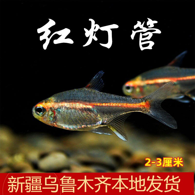 红灯管鱼霓虹玻璃灯鱼透明玻璃热带鱼水族宠物草缸群游观赏灯科鱼