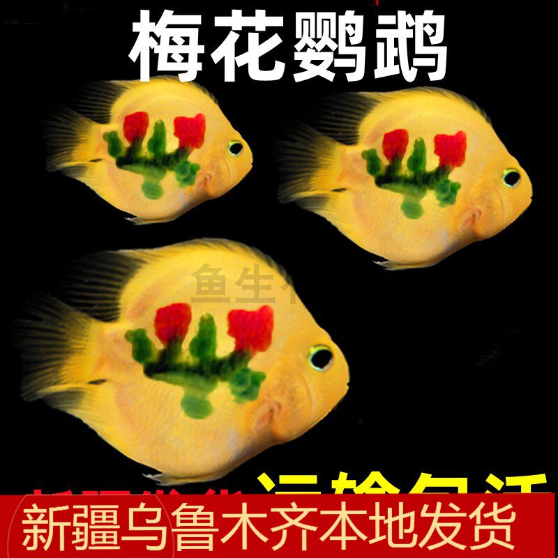 黄鹦鹉鱼活体黄金元宝银龙观赏鱼梅花鹦鹉发财鱼血鹦鹉热带活体鱼