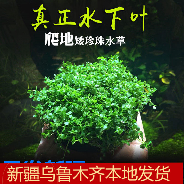 新疆鱼缸水草矮珍珠植物真草活阴性懒人无需底砂增氧坨草造景包邮
