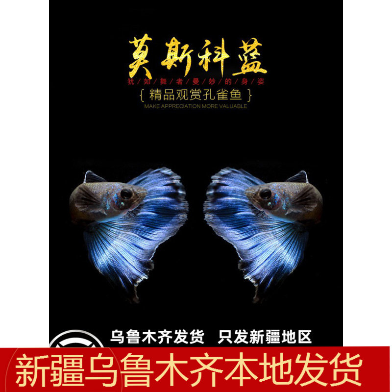 莫斯科蓝孔雀鱼精品观赏纯种热带小型胎生鱼冰蓝莫兰墨兰缎带活体