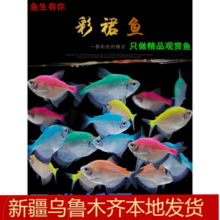 费 新疆观赏七彩群鱼灯火彩色群玻璃游热带淡水小型黑裙宠物活体 免邮