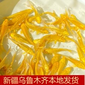 观赏鱼金鱼活鱼黄金锦鲤鱼鱼龙凤锦鲤好养耐活冷水小鱼苗活体厂