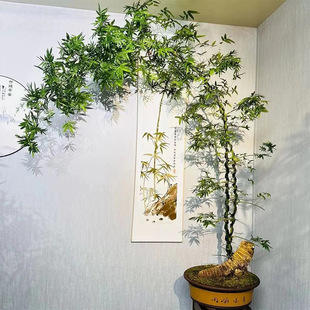 小叶簕竹根老桩富贵观音竹根苗庭院绿植宝栽室内盆景月牙宝塔桩