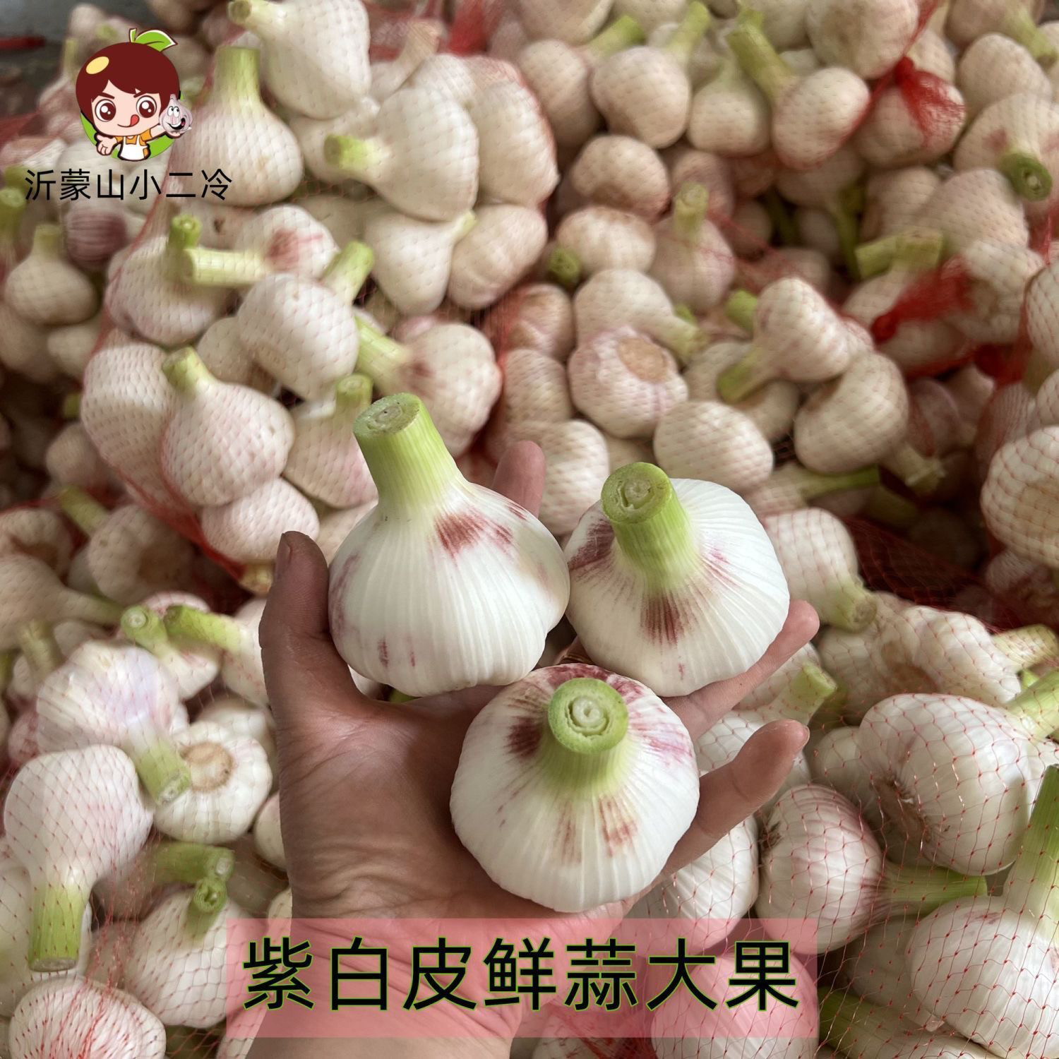 嫩蒜山东鲜蒜紫白皮鲜蒜现挖现发湿蒜嫩可腌制糖醋蒜泡蒜新鲜大蒜
