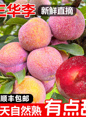 【顺丰包邮】潮汕大妈正宗钱排三华李新鲜红心李甜酸脆当季水果