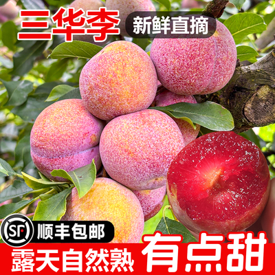 潮汕大妈正宗钱排三华李新鲜水果红心李子孕妇甜酸脆当季包邮