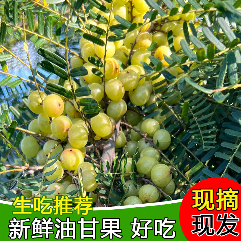 潮汕大妈赤皮油柑果现摘油甘果新鲜余甘子崩坎种油柑孕妇水果榨汁