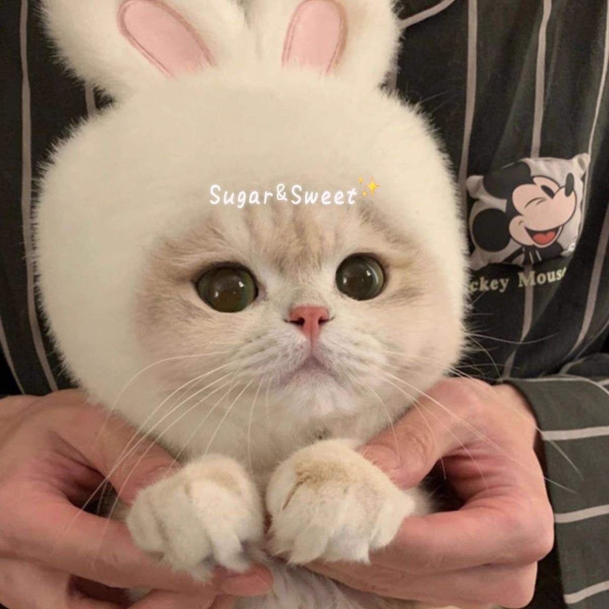 宠物兔子头套猫咪狗狗网红兔兔帽可装扮兔耳朵帽子拍照ins超萌