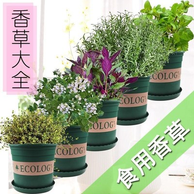 Herbs, mint, rosemary, thyme, spices, plant seedlings, basi