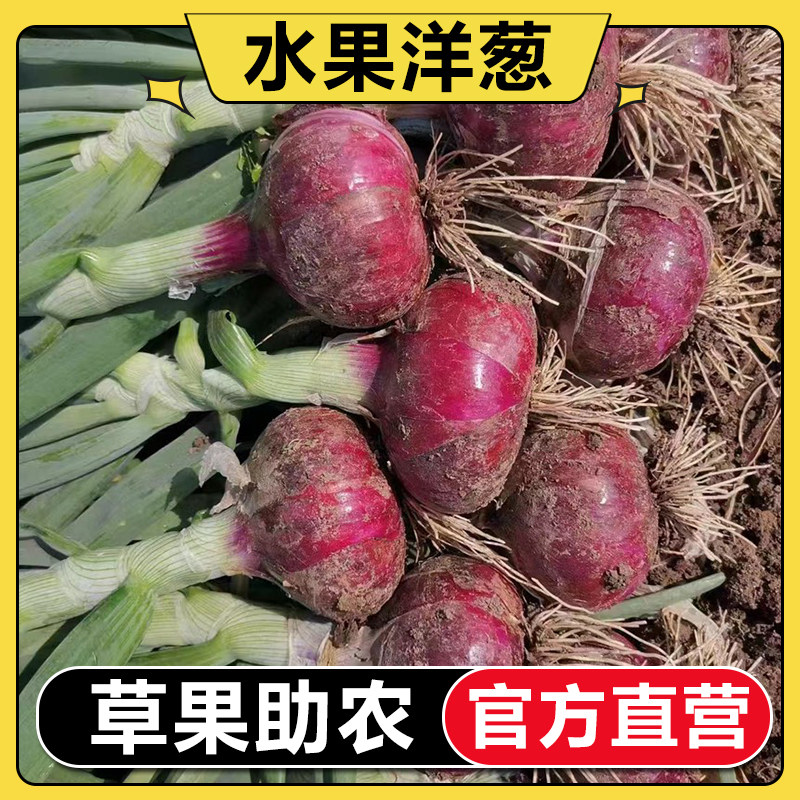 【每周折扣】现挖紫皮水果洋葱新鲜洋葱现挖脆甜洋葱当季蔬菜批发