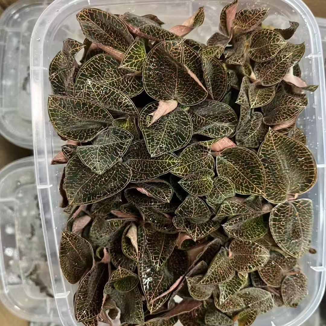 福建金线莲鲜品南靖金线莲种苗金线莲养生茶林下种植现摘250克装