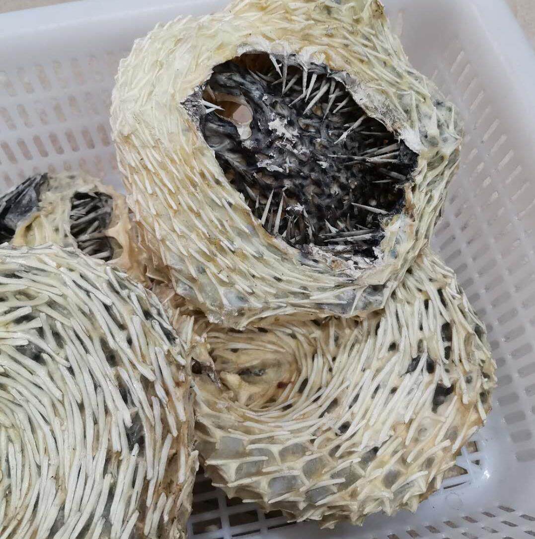 深海养胃王刺龟鱼皮海刺猬鱼海胆皮扁货厚肉多胶质煲汤暖胃肝