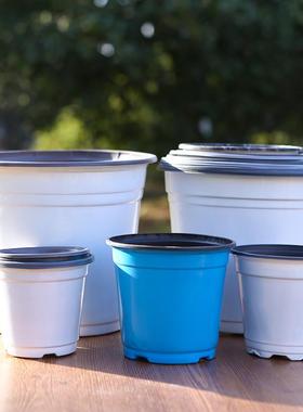 双色一次性育苗盆家用多肉白色育苗盆蓝色种植盆简易草莓花盆包邮