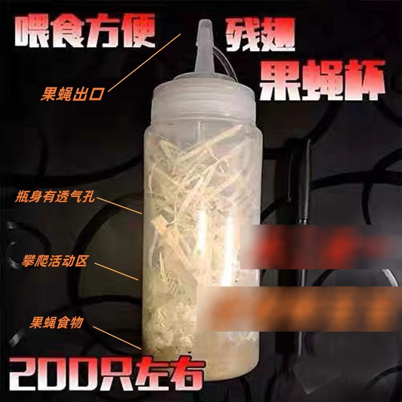 果蝇活体饲料大小果蝇残翅无翅树爬虫/鸣虫食物
