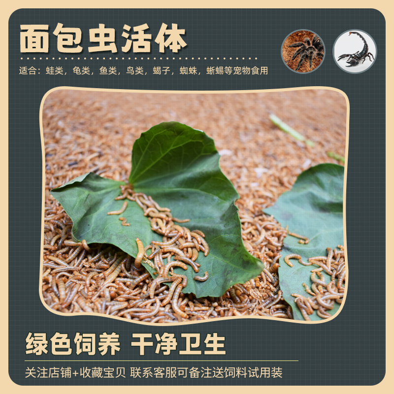 面包虫黄粉虫大麦虫活体饲料爬宠食物守宫蝎子鸟类蛙画眉八哥包邮