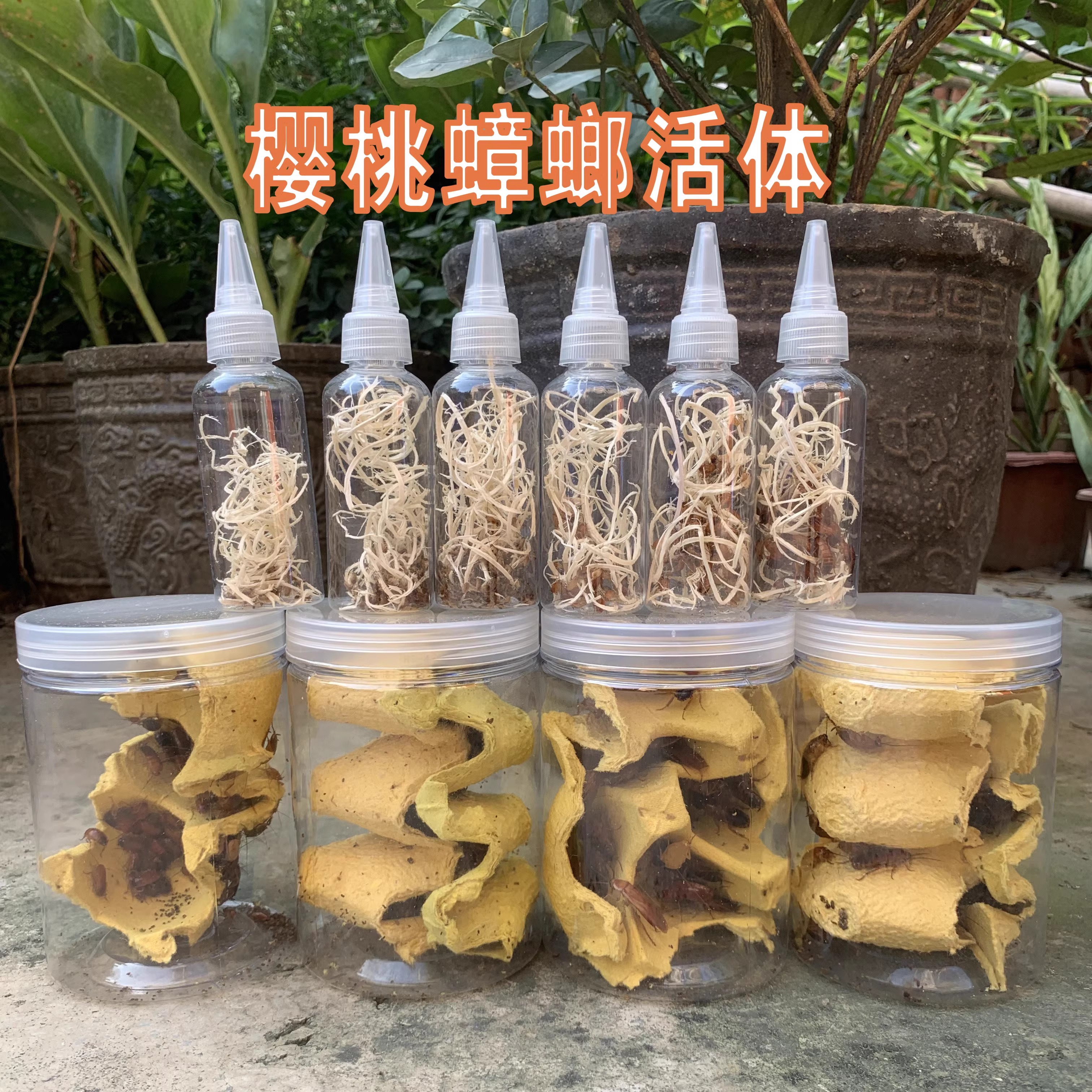 樱桃红蟑螂活体饲料罐装盒装瓶装