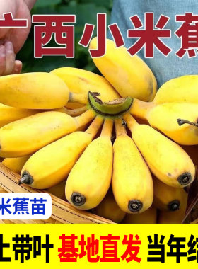 小米焦树苗粉焦香蕉果树苗芭蕉苗矮化盆栽地栽庭院阳台南北方种植