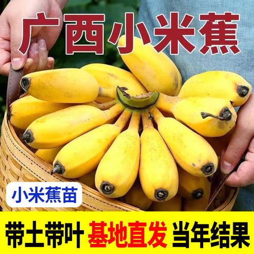 小米焦树苗粉焦香蕉果树苗芭蕉苗矮化盆栽地栽庭院阳台南北方种植