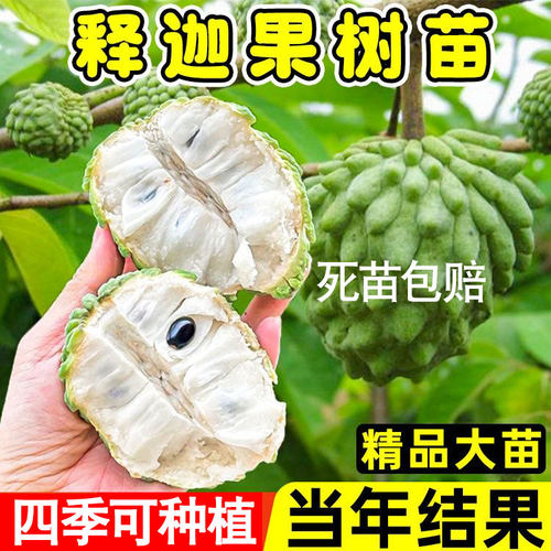 凤梨释迦果苗树嫁接番荔枝盆栽水果台湾释迦树苗南方种植当年结果