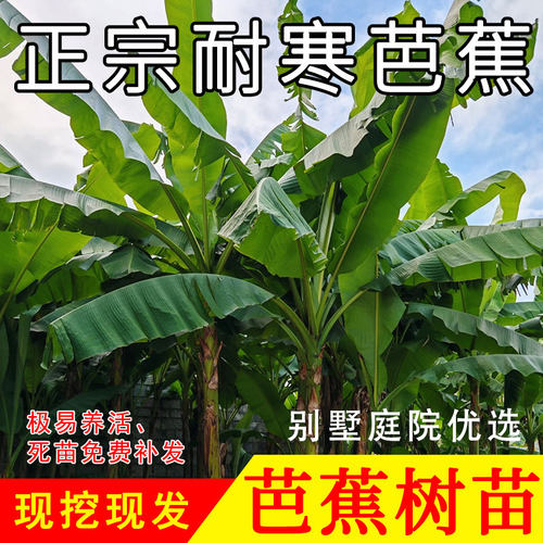 芭蕉树苗耐寒耐冻耐热南北方种植