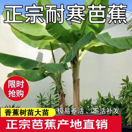 耐寒香蕉树苗芭蕉树大苗矮化蕉庭院别墅阳台绿化果树苗南北方种植