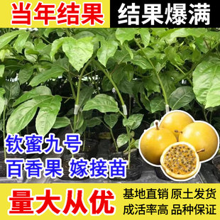 钦蜜9号百香果树果苗黄金果苗特大纯甜南方庭院四季结果爬藤树苗
