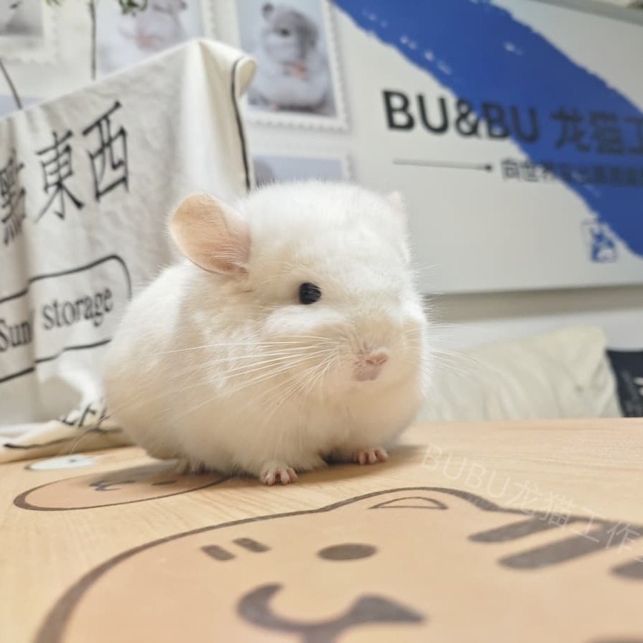 金粉长毛龙猫图片龙猫链接