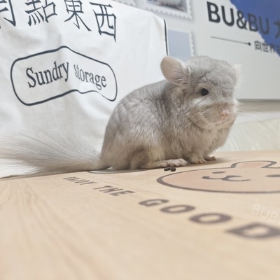 米色长毛龙猫母图片龙猫链接