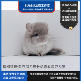 非单只 龙猫工作室 自繁育宠物活物活体携带长毛龙猫幼崽支付链接