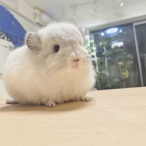 银斑长毛龙猫图片龙猫链接