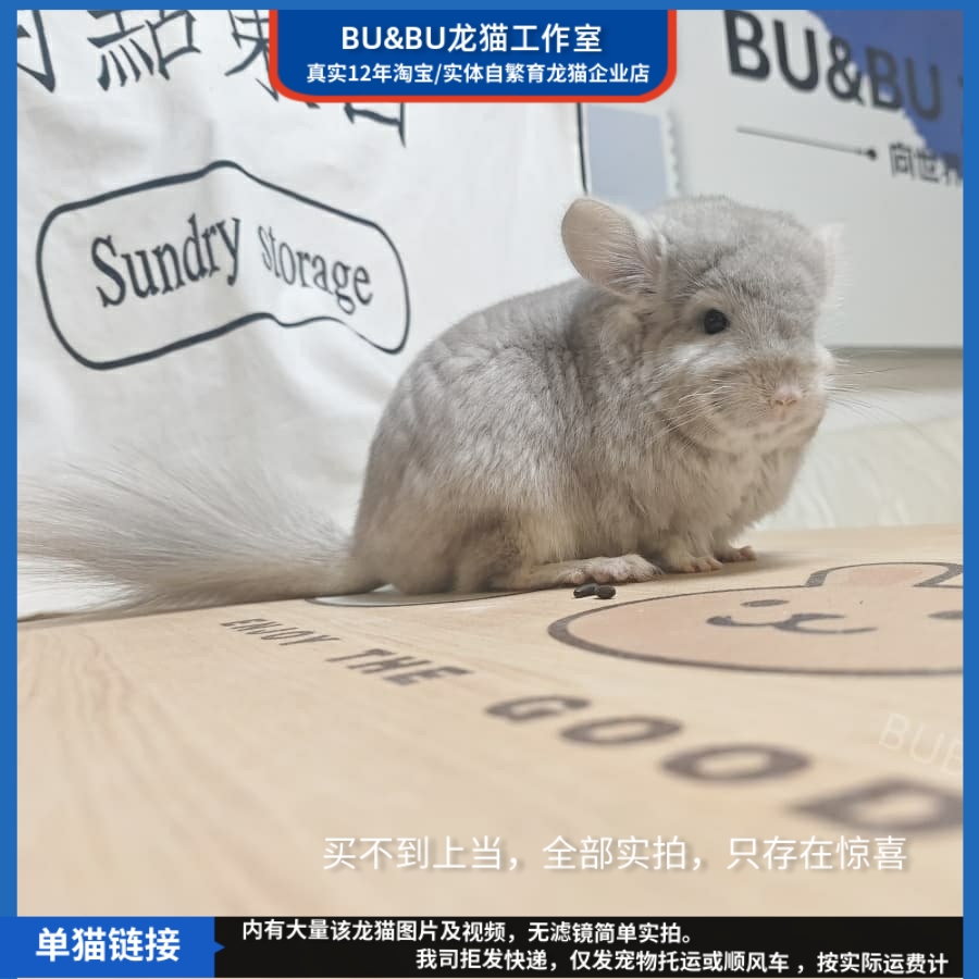 米色长毛龙猫母图片龙猫链接