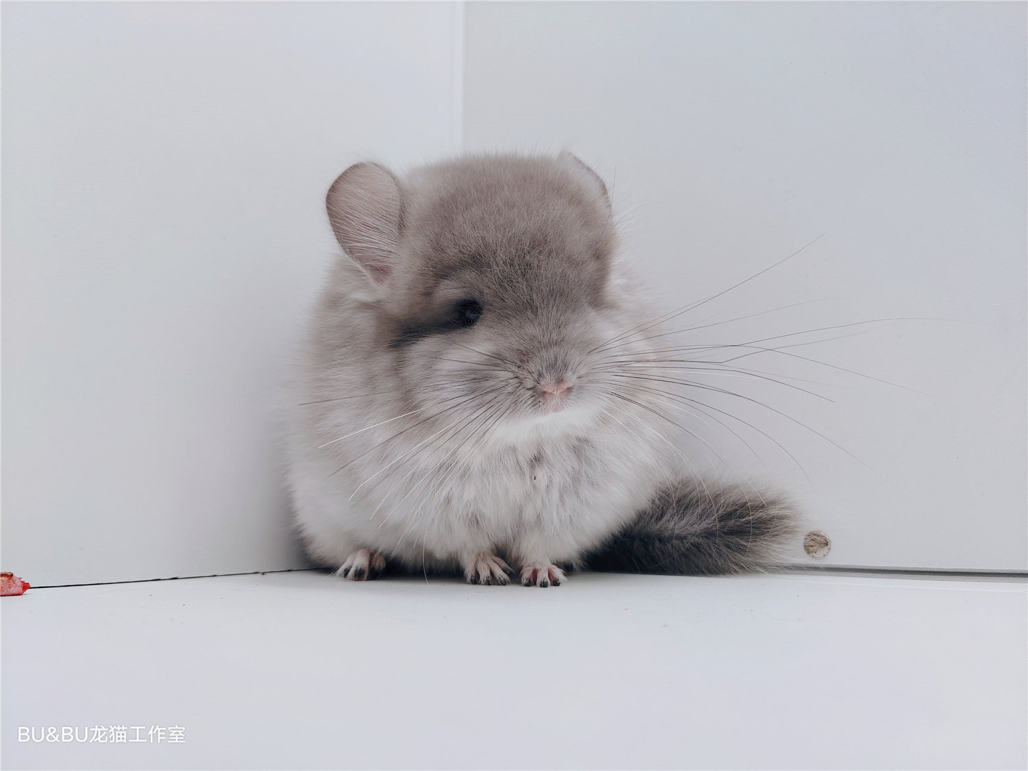 非单只 自繁育宠物活物活体携带长毛龙猫幼崽支付链接 龙猫工作室
