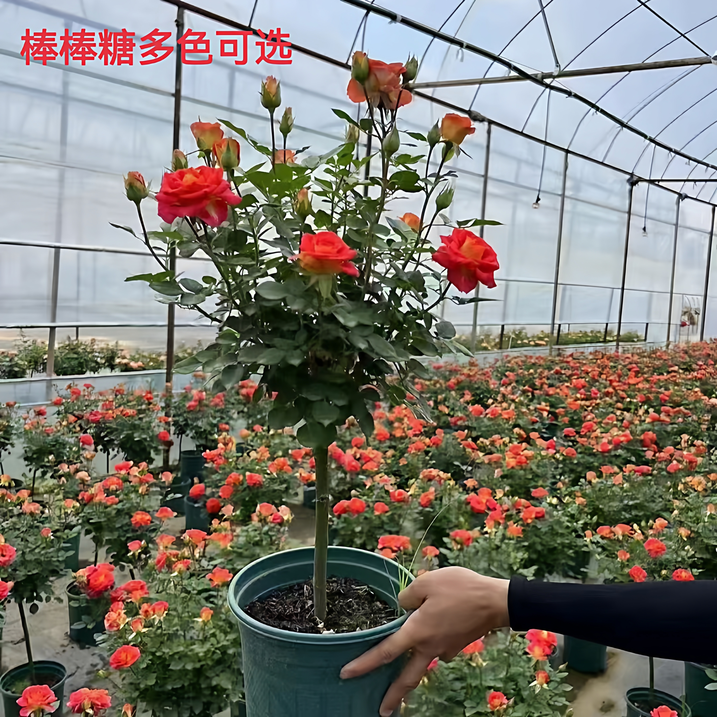 独杆月季多季开花美观净化空气香