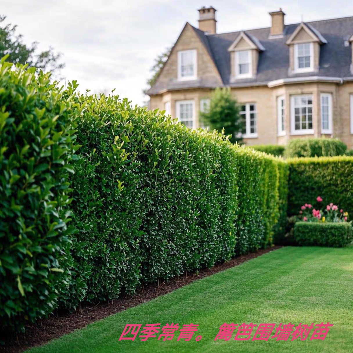 北海道黄杨树苗大叶黄杨围墙篱笆耐寒四季常青不落叶围栏庭院