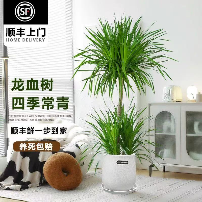 老桩龙须树造型大绿植