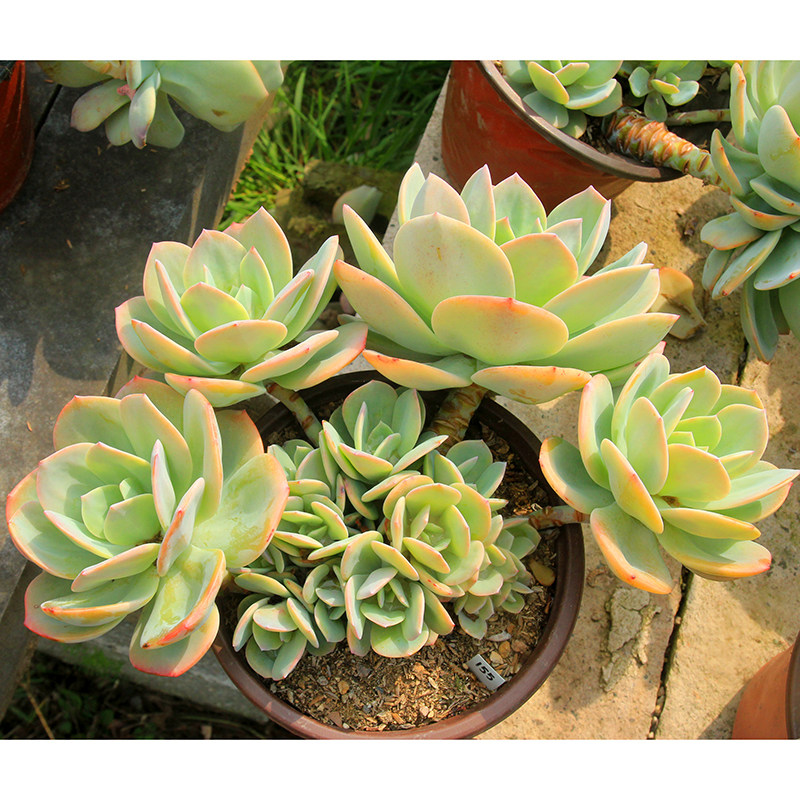 白凤日系血凤 大群生老桩多肉植物整桩无砍一物一拍大型盆栽 包邮