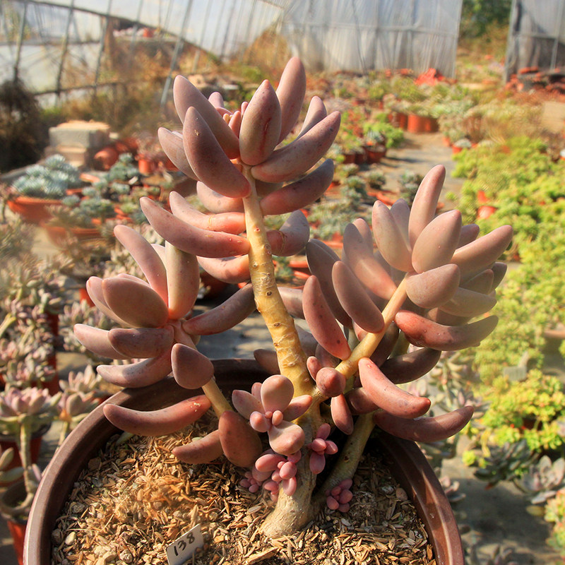 【绿手指出品】红手指一物一拍老桩群生无砍 景天科多肉植物 包邮