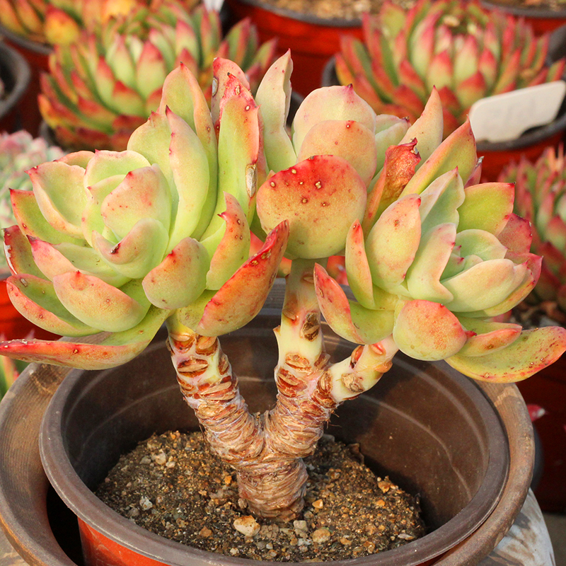 【绿手指出品】金辉多肉植物一物一拍群生老桩趣味盆栽  36元包邮