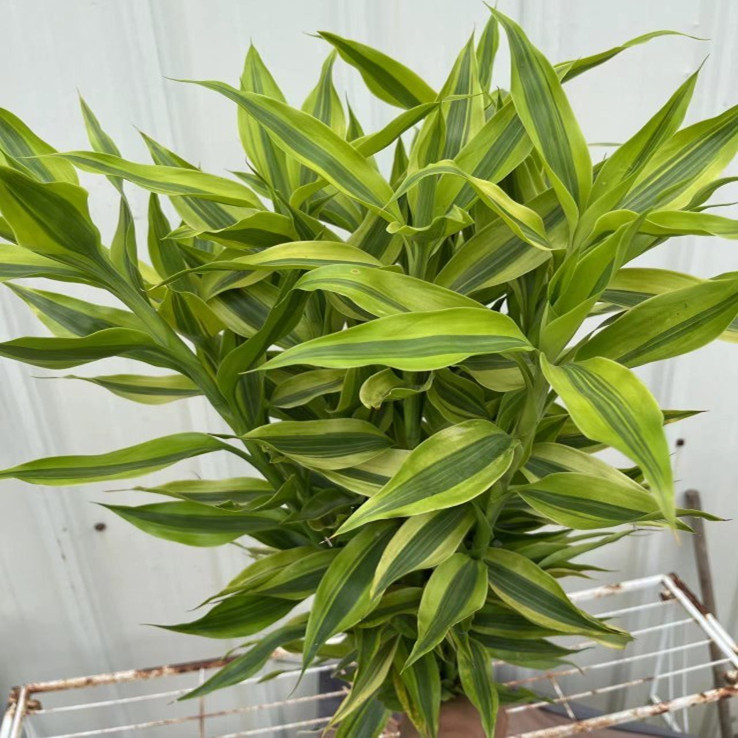 生根粉富贵竹送生根粉室内吸甲醛