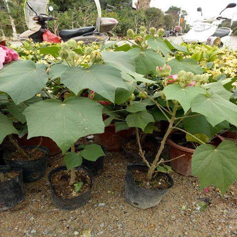 木芙蓉 芙蓉树苗 重瓣醉芙蓉花苗 三醉芙蓉变色耐寒室内外绿化当
