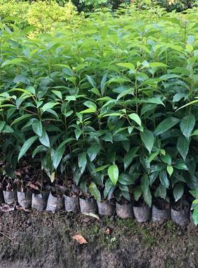 香樟树苗驱蚊虫四季常青小叶香樟庭院绿化工程盆栽地栽南北方种植
