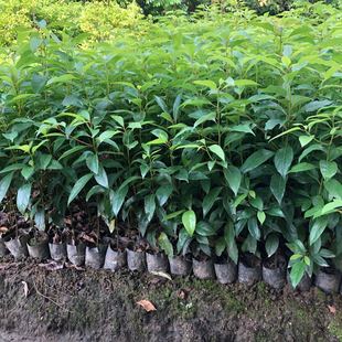 香樟树苗驱蚊虫四季常青小叶香樟庭院绿化工程盆栽地栽南北方种植