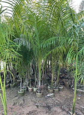 绿化植物树大王椰树苗大王棕树苗大王苗木四季常青庭院别墅风景树