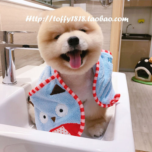 beartoffypet宠物用品狗狗卡通