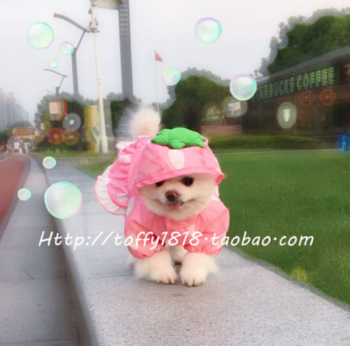 beartoffypet日单宠物狗轻薄雨披