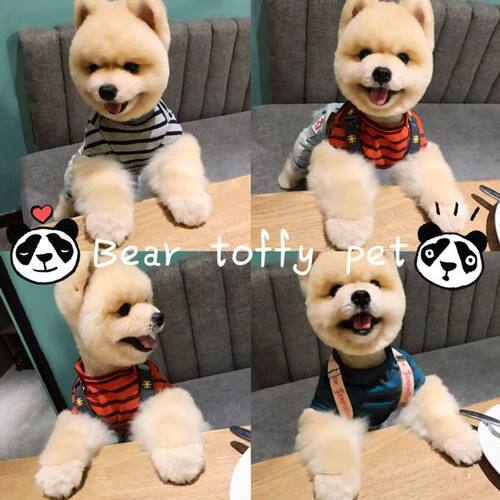 pet日单猫狗针织全棉条纹打底衫