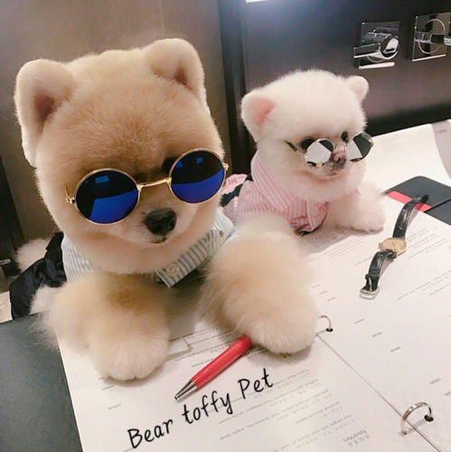 toffy猫狗复古拍照造型太阳眼镜